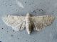 Eupithecia sp. SME Sud 15.VI.2015 062_01.JPG
