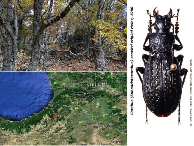 Carabus (Sphodristocarabus) scovitzi czipkai  Heinz, 1980 - Kopie.jpg