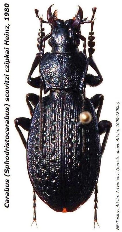 Carabus (Sphodristocarabus) scovitzi czipkai Heinz, 1980.JPG