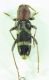 Cerambycidae sp 8mm 10-07-2015 Urla Ev-2.jpg