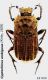 Cyptochirus ambiguus (Kirby, 1828).JPG