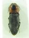Elateridae sp 8mm 06-07-2015 Ihlara Vadisi,Aksaray.jpg