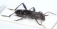 Xylotrechus-stebbingi-rit.jpg