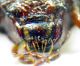 Carabidae sp 10mm 10-07-2015 Urla Ev-2.jpg