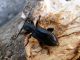 Saphanus piceus bartolonii_female.JPG