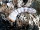 Saphanus piceus bartolonii_larva.JPG