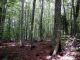 Saphanus piceus bartolonii_habitat.JPG
