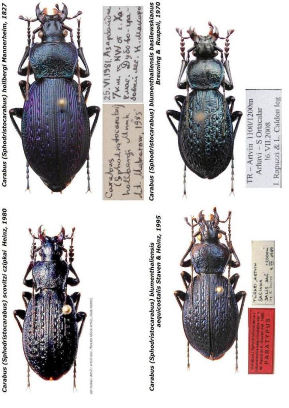 Carabus (Sphodristocarabus) - Kopie.JPG