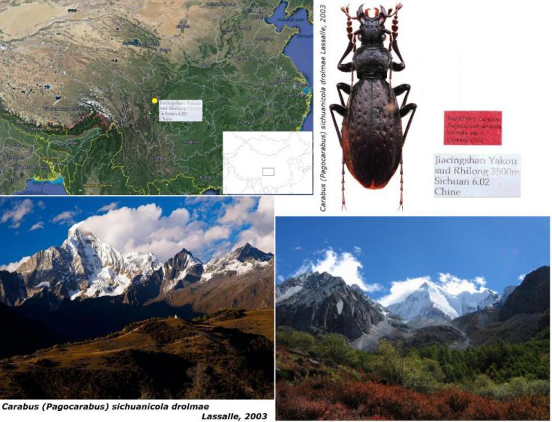 Mapa - Carabus (Pagocarabus) sichuanicola drolmae Lassalle, 2003.jpg