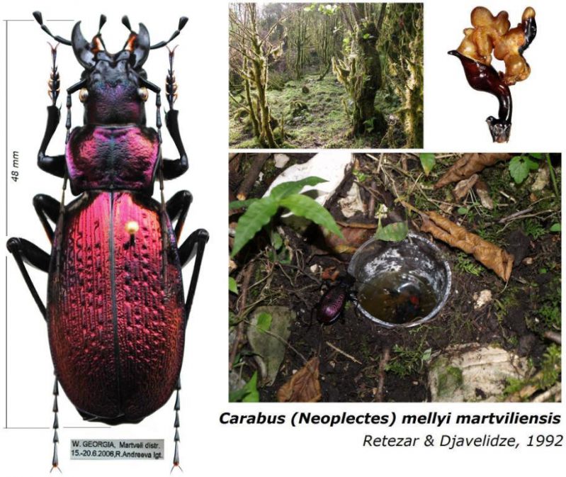 Carabus (Neoplectes) mellyi martviliensis  Retezar & Djavelidze, 1992.JPG