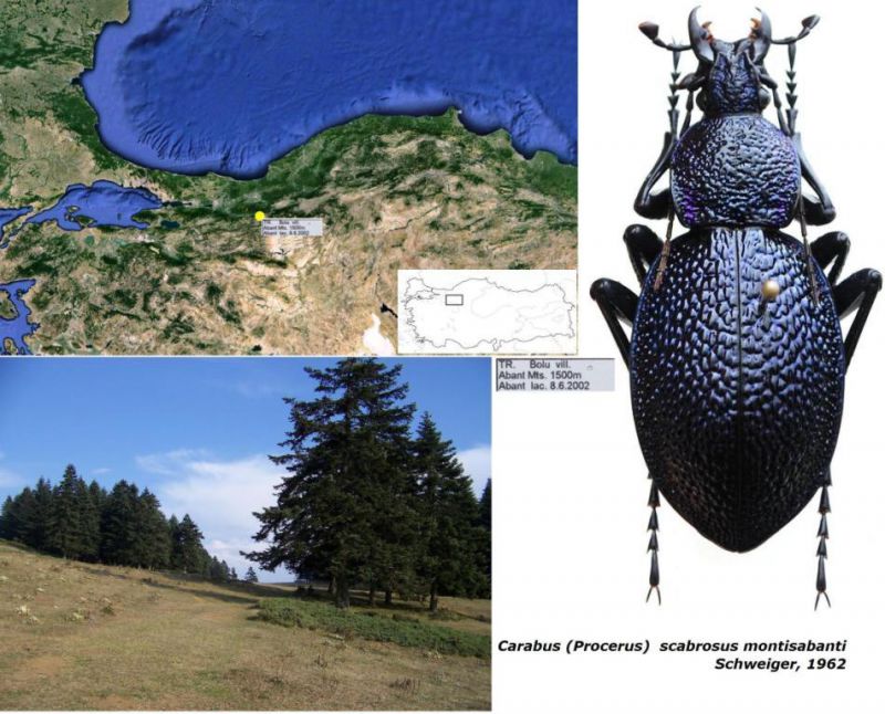 Carabus (Procerus)  scabrosus montisabanti Schweiger, 1962.jpg