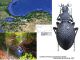 Carabus (Procerus) scabrosus mentor Blumenthal & Breuning, 1967.jpg