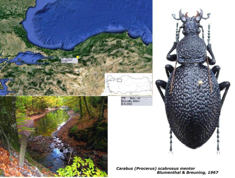 Carabus (Procerus) scabrosus mentor Blumenthal & Breuning, 1967.jpg