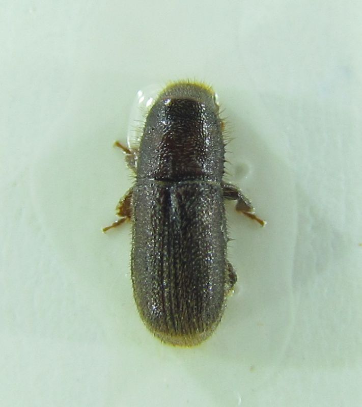 Coleoptera sp 5mm 10-07-2015 Urla Ev.jpg