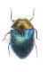 Grecia, Peloponneso , Megalopouli, Paradisea V-2015 leg Sola C. 3mm.JPG