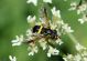 Bulla_20150809_13_1000.JPG