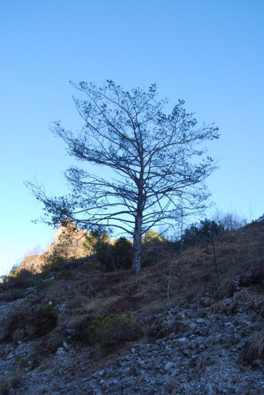 pino Pogonocherus.JPG