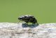 FieSciliar_20150813_125_1000.JPG