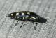 FieSciliar_20150813_129_1000.JPG
