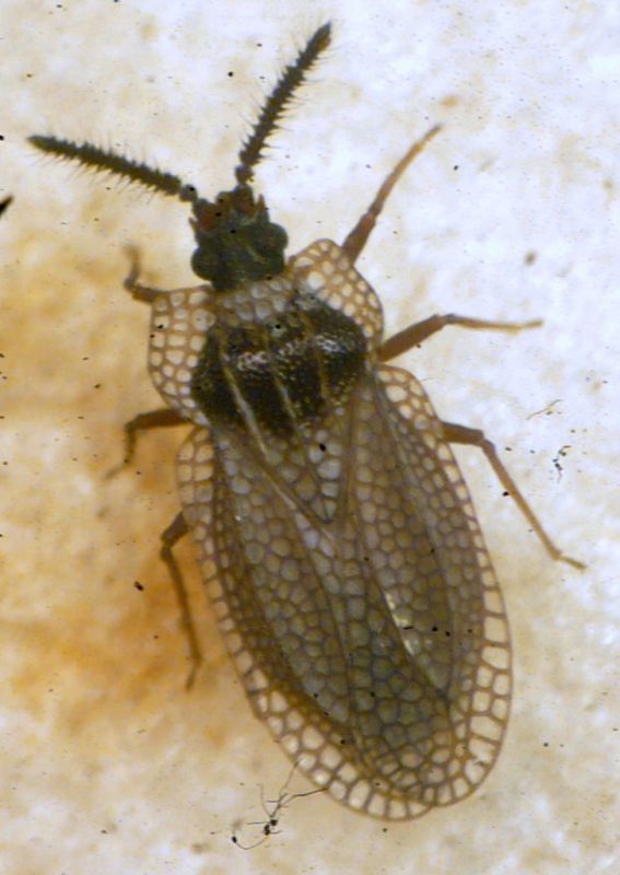 Kalama tricornis (Schrank, 1801) - Tingidae Tinginae.JPG