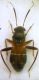 Pilophorus perplexus Douglas & Scott, 1875.JPG