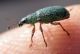Phyllobius francés 2 (12-8-15 Nantes).jpg