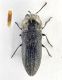 Acmaeodera 2.jpg