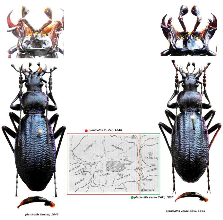 C.(M.) planicollis Kuster,  1846 - Kopie.JPG