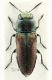 Anthaxia fulgidipennis.jpg