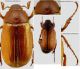 Rhizotrogus pallidipennis.jpg
