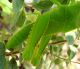 DSC00653Grillo-verde-liquirizia2.jpg