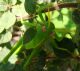 DSC00652Grillo-verde-liquirizia3.jpg