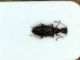 Anthicide3.jpg