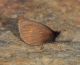 Erebia2 2.JPG