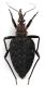 Comb1701_13zF8cr.jpg