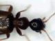 anthicide4a.jpg