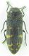 Buprestidae sp 10mm 13-08-2015 Hatila Vadisi,Artvin.jpg