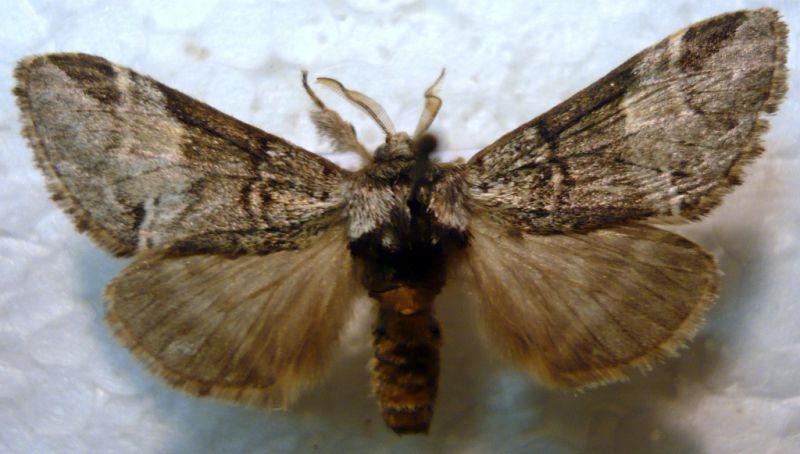 Drymonia dodonaea ([Denis & Schiffermüller], 1775) Notodontidae.JPG