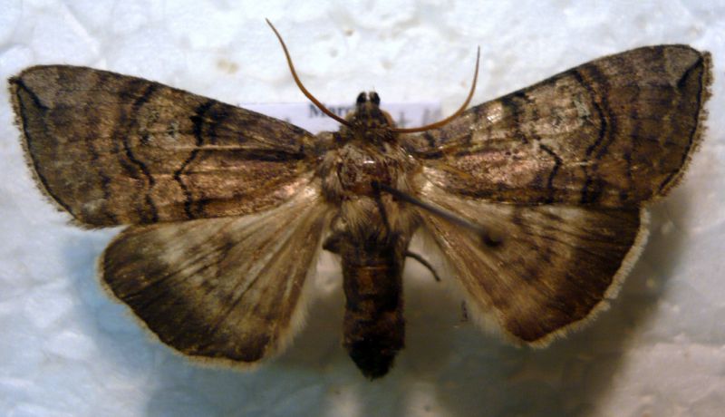 Tethea ocularis (Linnaeus, 1767) - Drepanidae Thyatirinae.JPG