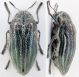 Julodis 1.jpg