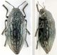 Julodis.jpg