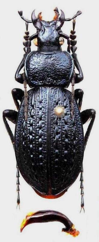 Carabus (Sphodristocarabus) adamsi subcyaneus Kraatz, 1878 - Kopie.JPG