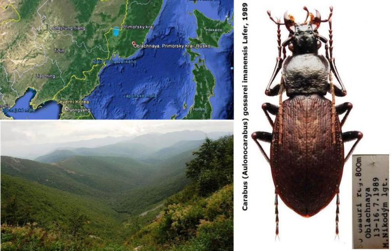 Oblachnaya - Carabus (Aulonocarabus) gossarei imanensis Lafer, 1989.jpg