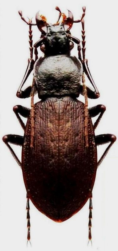 Oblachnaya - Carabus (Aulonocarabus) gossarei imanensis Lafer, 1989 - Kopie.jpg