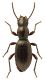Mesostena_sp.jpg