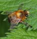 Anthophora 11 Aprile 2010 078 Visualizzazione Posta elettronica - Rapida.jpg