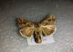 Tricoplusia ni ♂ 20130518 Randazzo.jpg