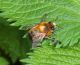 Anthophora 11 Aprile 2010 077 Visualizzazione Posta elettronica - Rapida.jpg