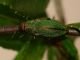 Kisanthobia_ariasi_curta_Yarpuz_2.jpg