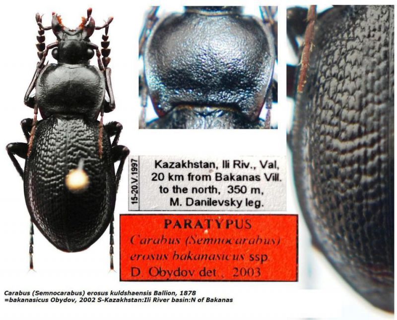 Carabus (Semnocarabus) erosus kuldshaensis Ballion, 1878.JPG